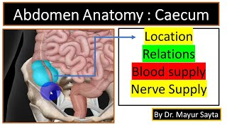 Caecum Anatomy  Location of Caecum  Blood supply and Nerve Supply of Caecum  3D Visualization [upl. by Maddie]