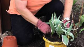 How to Repot a Tulip  Grow Guru [upl. by Grove]