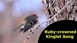 Rubycrowned Kinglet Song [upl. by Uria]