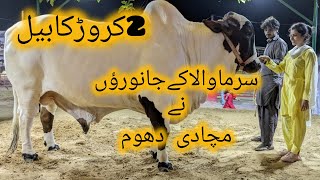 Surmawala Cattle Farm 2024  The Biggest Cattle Farm  2 Crore ka bull  Heavy Bulls [upl. by Akialam]