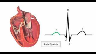 Anatomy amp Physiology Online  Cardiac conduction system and its relationship with ECG [upl. by Brost]