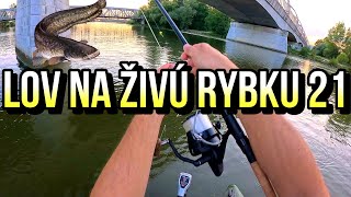 Pokus o Sumca 🐋🏆 Lov na Živú Rybku 21  Rybárske Videá s Demexom [upl. by Airdni]