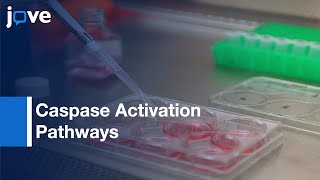 Caspase Activation Pathways Analysis by BiFC Assay  Protocol Preview [upl. by Haugen]