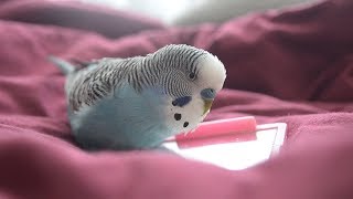 Budgie sounds  Cute amp Fluffy singing [upl. by Ahtera]