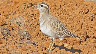 Eurasian Dotterel Call Charadrius morinellus Song Borrelhoruivo canto [upl. by Vale]