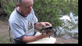 Searching for the Manning River Turtle [upl. by Maker483]