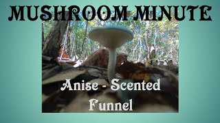 Anise  Scented Funnel Identification  Clitocybe Odora [upl. by Irrehs]