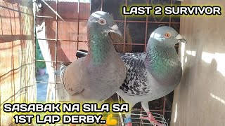 LAST 2 SURVIVOR  SASABAK NA SILA SA 1ST LAP DERBY💪 [upl. by Ynez196]