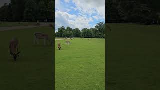 Deer at Dunham Massey [upl. by Leamse]