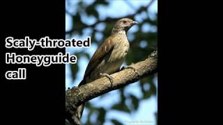 Scalythroated Honeyguide call [upl. by Aivila]