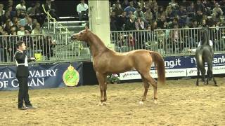 Italiano con Larabo cavallo arabo  Fieracavalli 2013 Verona [upl. by Enitsenrae16]