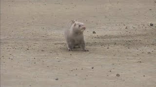 VIDEO  Up to 40000 mink released from northwest Ohio farm [upl. by Samale]