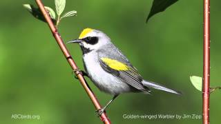 Goldenwinged Warbler Song [upl. by Boonie]