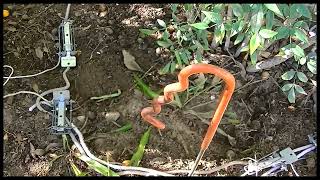 Victor Easy Set Gopher Traps DOUBLE DOWN to Help Catch Gophers Faster [upl. by Aittam781]