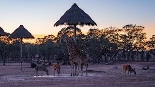 A Wild Journey Guided Tour Of Dubbo Western Plains Zoo [upl. by Ydnam]