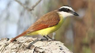 Yellowbellied Flycatcher [upl. by Hudgens546]