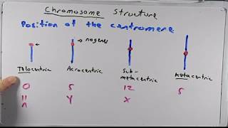 Introduction to Chromosome Structures and Parts [upl. by Yarw]