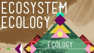 Ecosystem Ecology Links in the Chain  Crash Course Ecology 7 [upl. by Nohsyt267]