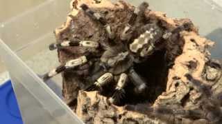 Poecilotheria miranda Verpaarung mating [upl. by Claiborn]