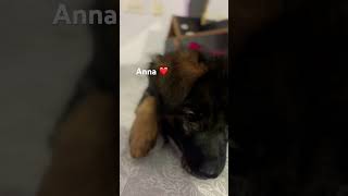 anna anna vlogs trending reels treningreels doglover jermanshepherd puppy shortsviral [upl. by Zacharie38]