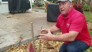 How to Trim Cordylines amp Crotons [upl. by Mellman]