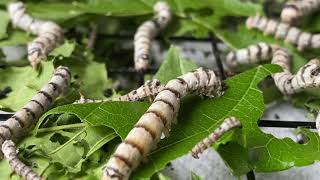 Silkworm closeup body parts [upl. by Murage]