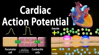 Cardiac Action Potential Animation [upl. by Atsejam]