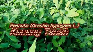 Peanuts Arachis hypogaea L  Kacang Tanah [upl. by Mharba]