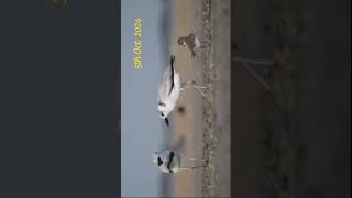 crab plovers 5th Oct 2024 JamnagarGujarat birding guide 8200420297 [upl. by Etteloc484]