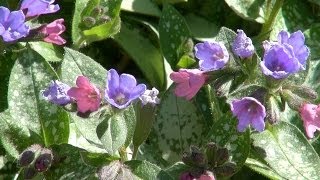 Mrs Moon Pulmonaria  Pulmonaria saccharata Mrs Moon [upl. by Alyled971]