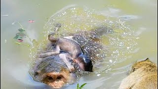 Baby cant breath in water Breaking heart when see baby monkey cyanosis cos low oxygen support [upl. by Ihpen]