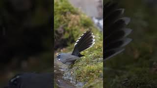 Mesmerizing Courtship Dance of the Fantail Flycatcher [upl. by Fryd]