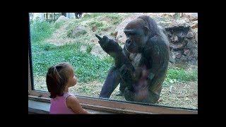 Les bébés drôles au zoo  Les enfants au zoo Nouvelle compilation [upl. by Rafaelia]