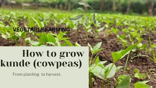 Vegetable Farming  How to grow kunde cowpeas From planting to harvest [upl. by Ahsasal]