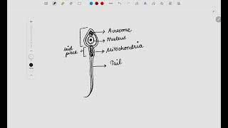 Draw and Learn Human Sperm Diagram for Class 10 [upl. by Leavitt]