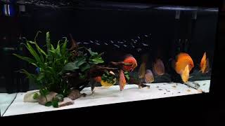 My jewel Rio 350 discus tank [upl. by Cornish239]