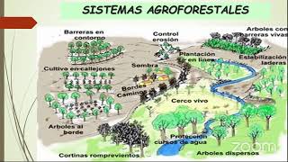 Diseño e implementación de sistemas agroforestales silvopastoriles Aspectos de Relevancia [upl. by Ayatnahs]