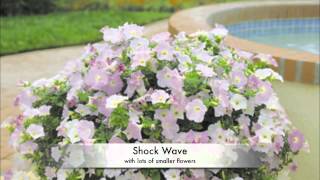 Wave® Petunia  All About Color [upl. by Potter]