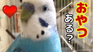 【ウザ可愛インコ①】おやつを要求～カメラに大興奮！～ [upl. by Nations]