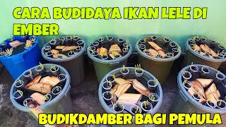 CARA BUDIDAYA IKAN LELE DI EMBER  BUDIKDAMBER BAGI PEMULA LEBIH MENGHASILKAN [upl. by Rogerson]