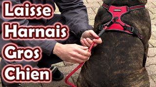 Laisse harnais rouge grand chien Cane corso Anti Traction Solide et réfléchissante [upl. by Enelyaj]