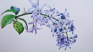 Sandpaper Vine Drawing in Color Pencils  How to Draw Flowers  Petrea Volubilis [upl. by Novyert]