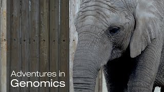 The Elephant in the Room The Curious Case of the Elephant Superpower  Adventures in Genomics [upl. by Tuchman]