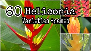 TOP 60 Heliconia Plants Different Types and Varieties tropical plant [upl. by Dnomse]