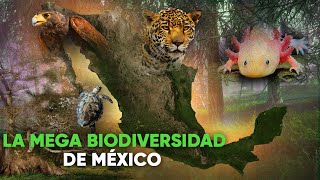 MÉXICO UN PAÍS MEGADIVERSO  MEXICO A MEGADIVERSE COUNTRY [upl. by Areek]