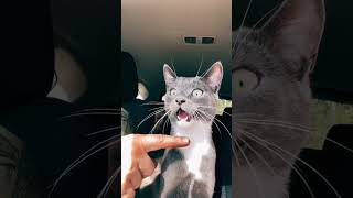 Воришки 🙂 cat рек funny котикисобачкисмешно [upl. by Ahsienel]