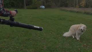 FUNNY LEAF BLOWER DOG  RYOBI JET FAN BLOWER SUCKS [upl. by Sykes]