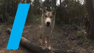 Wild With Wolves 360 Video [upl. by Leahci596]