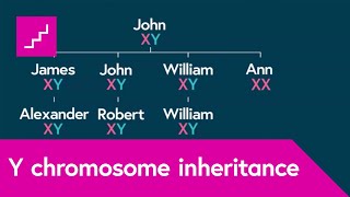 How is the Y chromosome passed down by males through the generations [upl. by Aken]