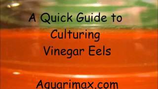 How to culture Vinegar Eels [upl. by Orian808]